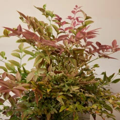 Nandina Domestica ‘Obsessed’ 20 Nandina Domestica ‘Obsessed’ -Plant Discount Store NAO 61997dd1e41c4