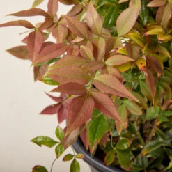 Nandina Domestica ‘Obsessed’ 21 Nandina Domestica ‘Obsessed’ -Plant Discount Store NAO 61997dd447c52