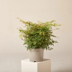 Nandina Domestica āGulf Streamā