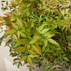 Nandina Domestica ‘Gulf Stream’ -Plant Discount Store NGU 61997ea2e5765 1