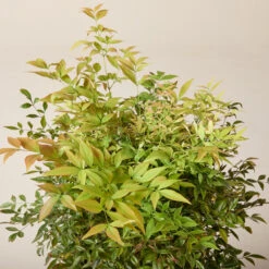 Nandina Domestica ‘Gulf Stream’ -Plant Discount Store NGU 61997ea5b926c 1
