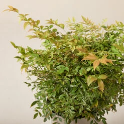 Nandina Domestica ‘Gulf Stream’ -Plant Discount Store NGU 61997eaa124b0