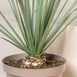 Nolina Nelsonii 10 Nolina Nelsonii -Plant Discount Store NNL 1 scaled 1