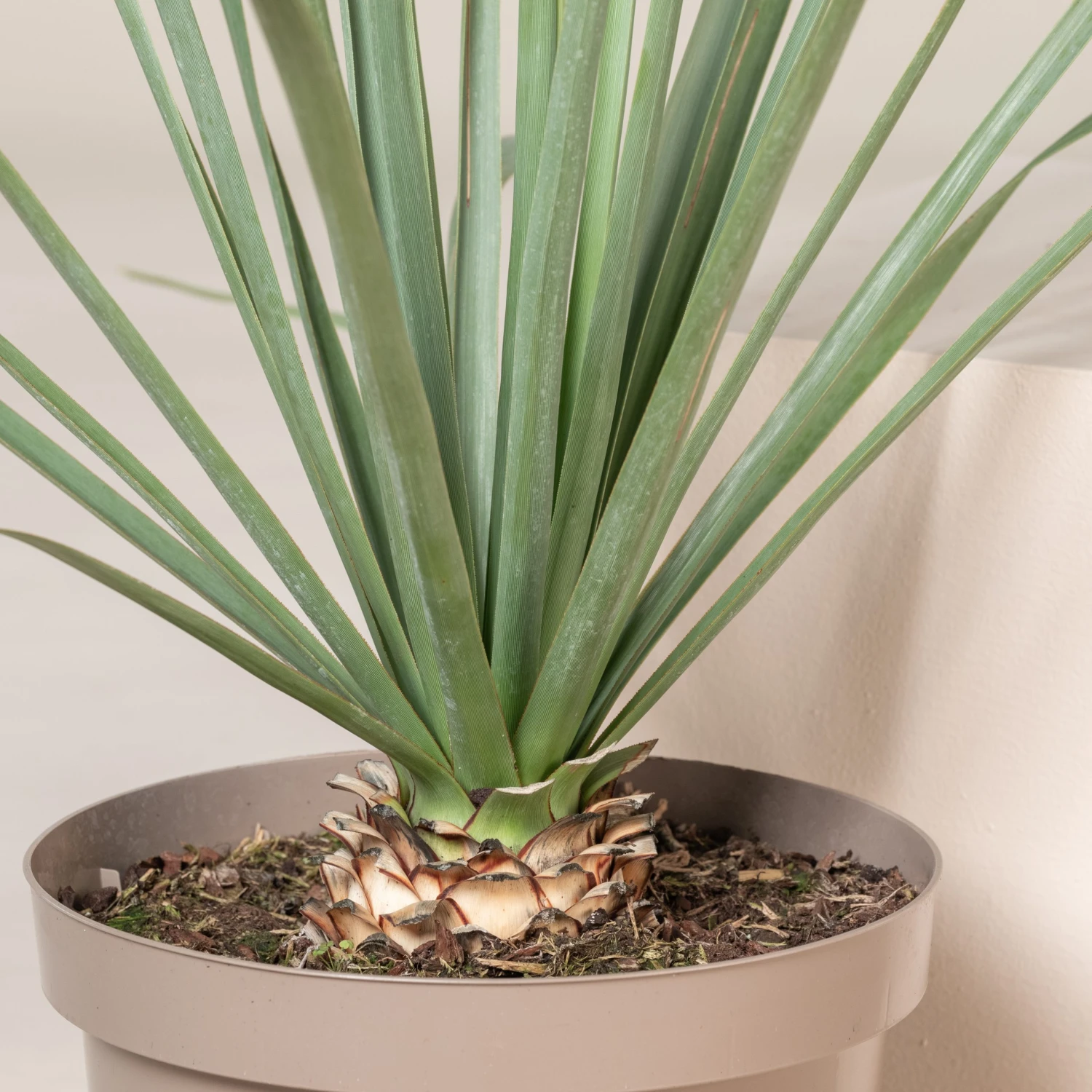 Nolina Nelsonii 3 Nolina Nelsonii - Image 3