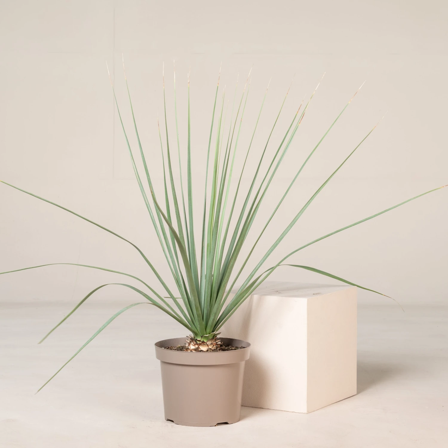 Nolina Nelsonii 1 Nolina Nelsonii