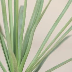 Nolina Nelsonii 14 Nolina Nelsonii -Plant Discount Store NNL 10 4 scaled 1