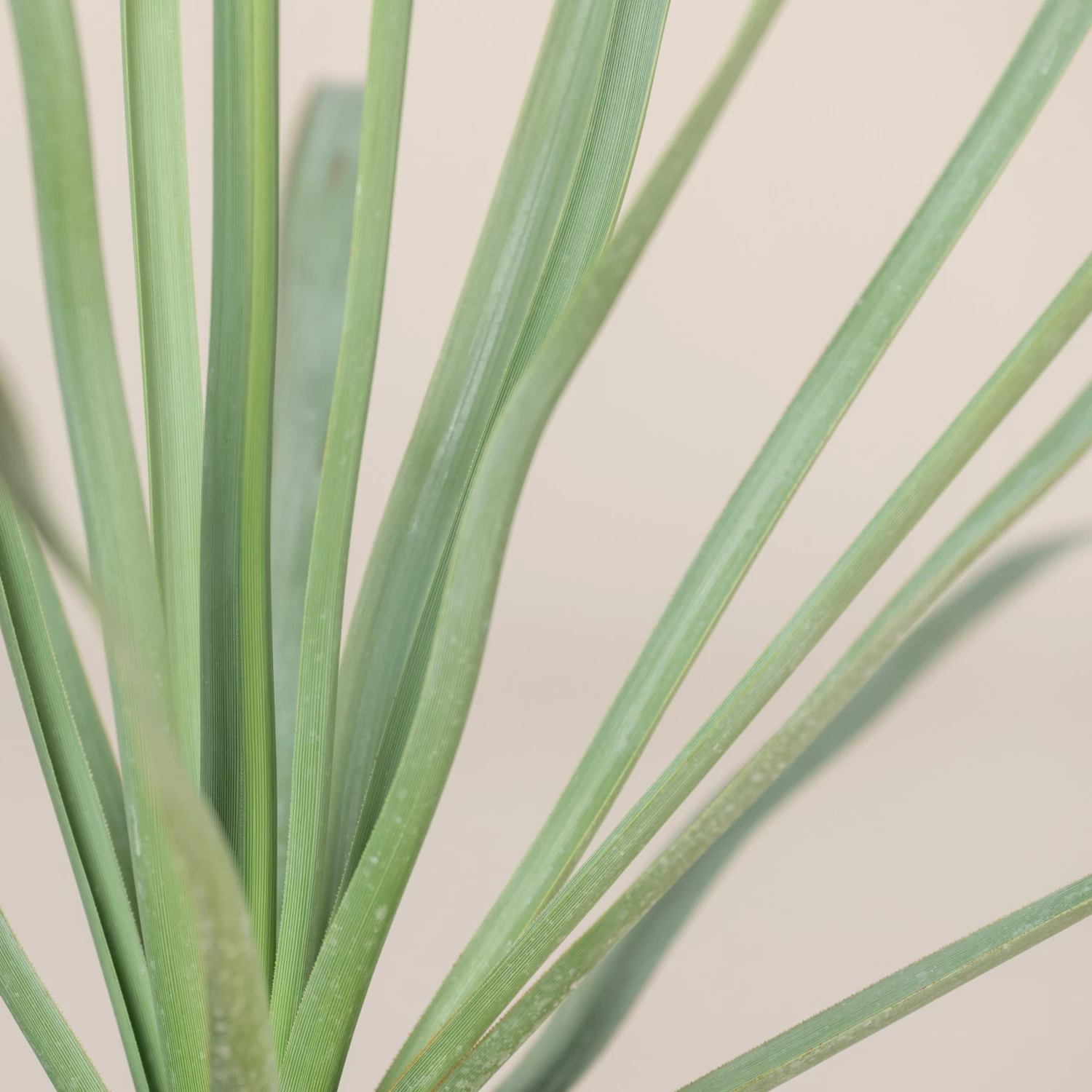 Nolina Nelsonii 7 Nolina Nelsonii - Image 7