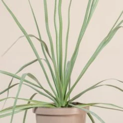 Nolina Nelsonii 13 Nolina Nelsonii -Plant Discount Store NNL 10 5 scaled 1