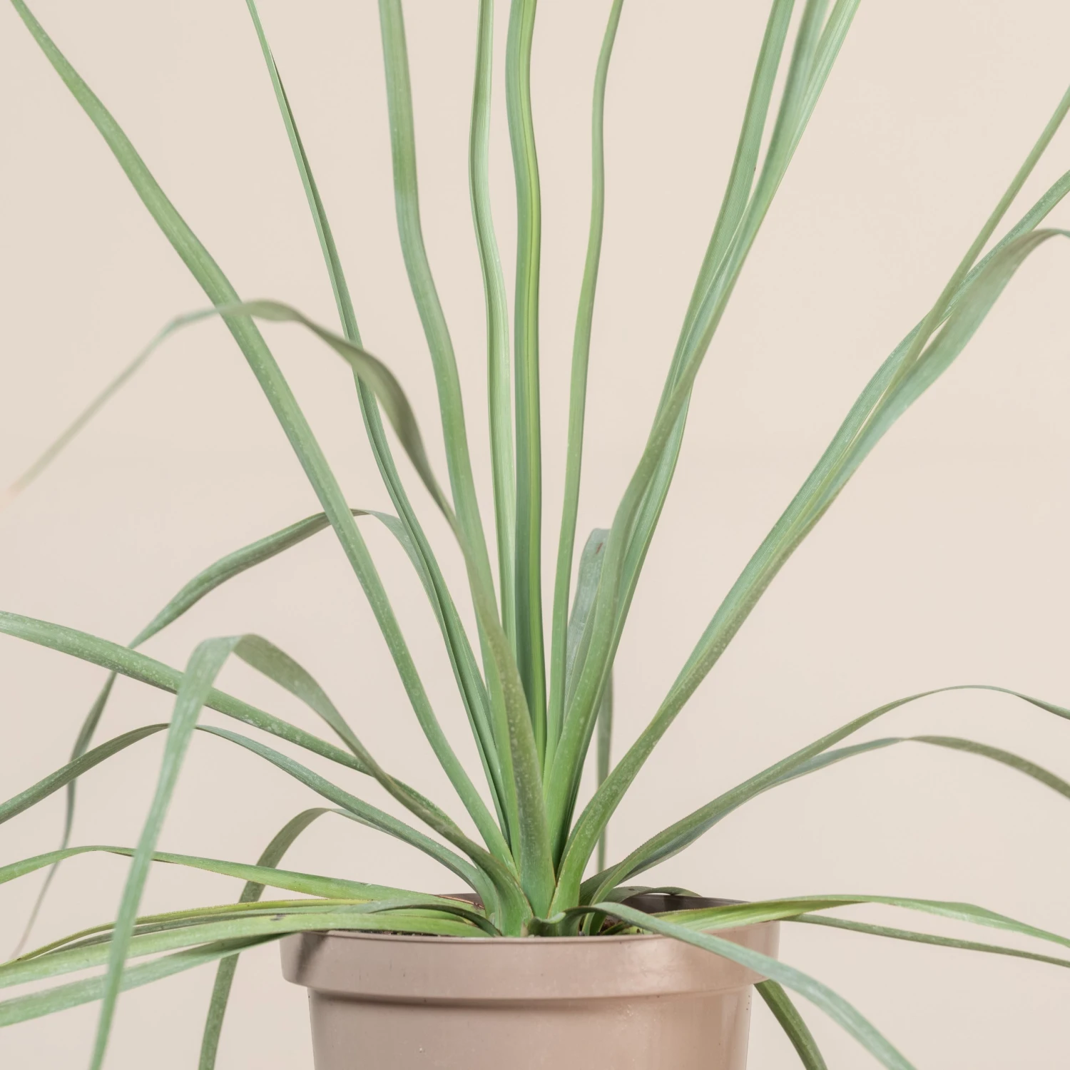 Nolina Nelsonii 6 Nolina Nelsonii - Image 6