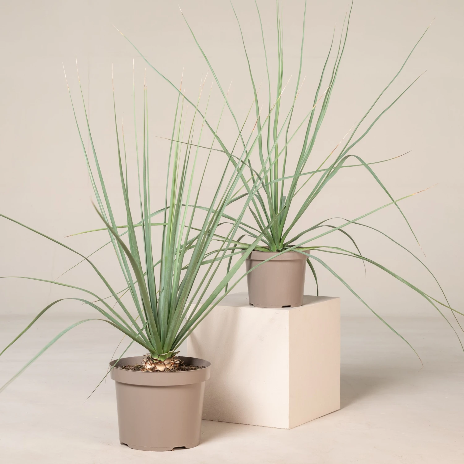 Nolina Nelsonii 2 Nolina Nelsonii - Image 2