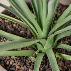 Nolina Nelsonii 15 Nolina Nelsonii -Plant Discount Store NNL 3 scaled 1