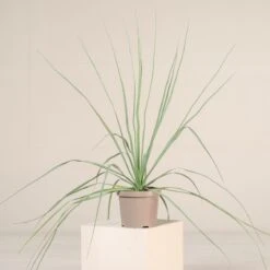 Nolina Nelsonii 11 Nolina Nelsonii -Plant Discount Store NNL 4 6 scaled 1