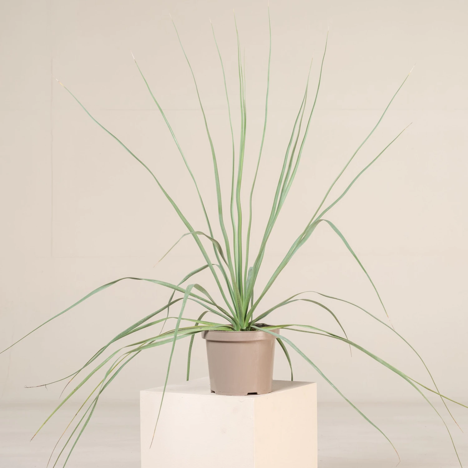 Nolina Nelsonii 4 Nolina Nelsonii - Image 4