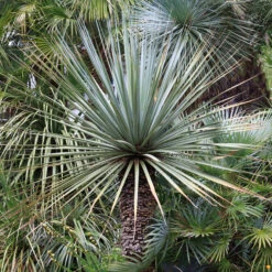 Nolina Nelsonii 12 Nolina Nelsonii -Plant Discount Store Nolina nelsonii 1 3