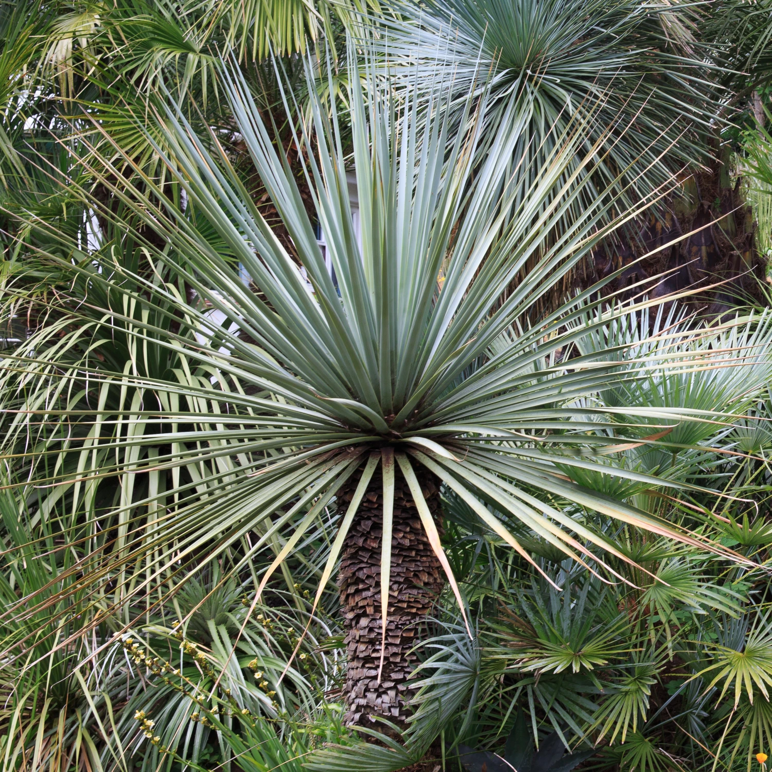 Nolina Nelsonii 5 Nolina Nelsonii - Image 5