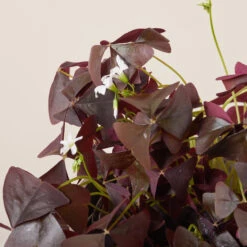 Plant Discount Store -Plant Discount Store OBV 619948b2dd41c