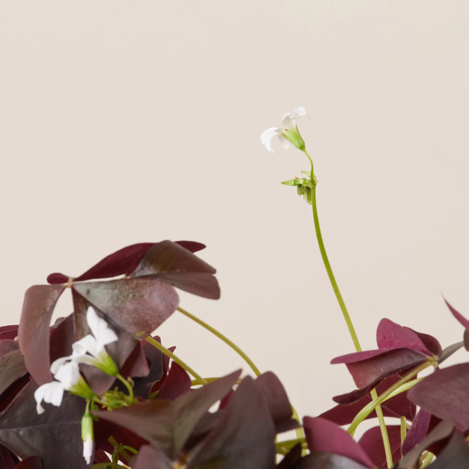 Oxalis ‘Black Velvet’ 4 Oxalis ‘Black Velvet’ - Image 4
