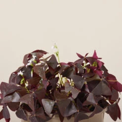Oxalis ‘Black Velvet’ 6 Oxalis ‘Black Velvet’ -Plant Discount Store OBV 619948b91b137