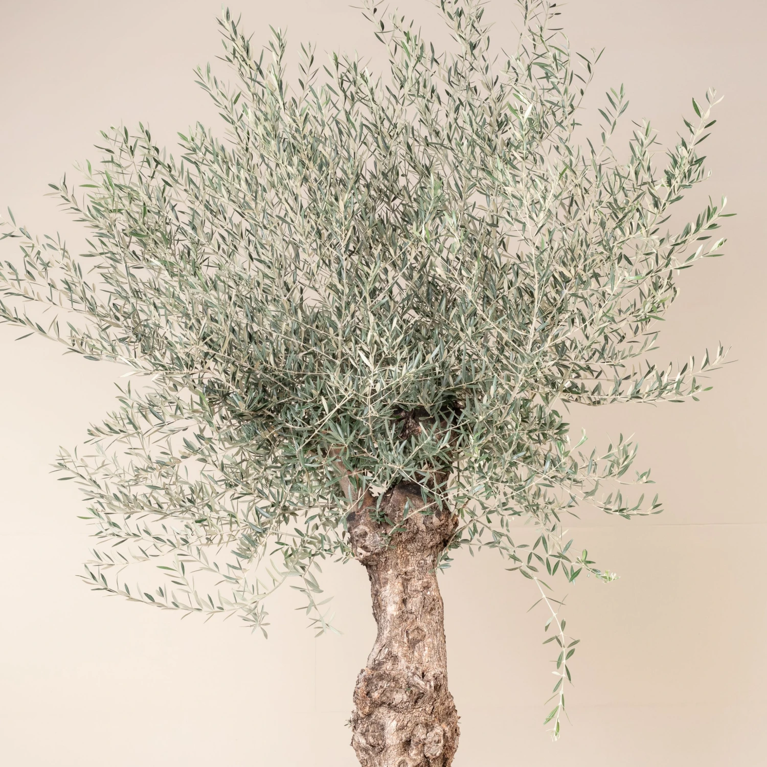 Olea Europaea – Bonsai Form 8 Olea Europaea – Bonsai Form - Image 8