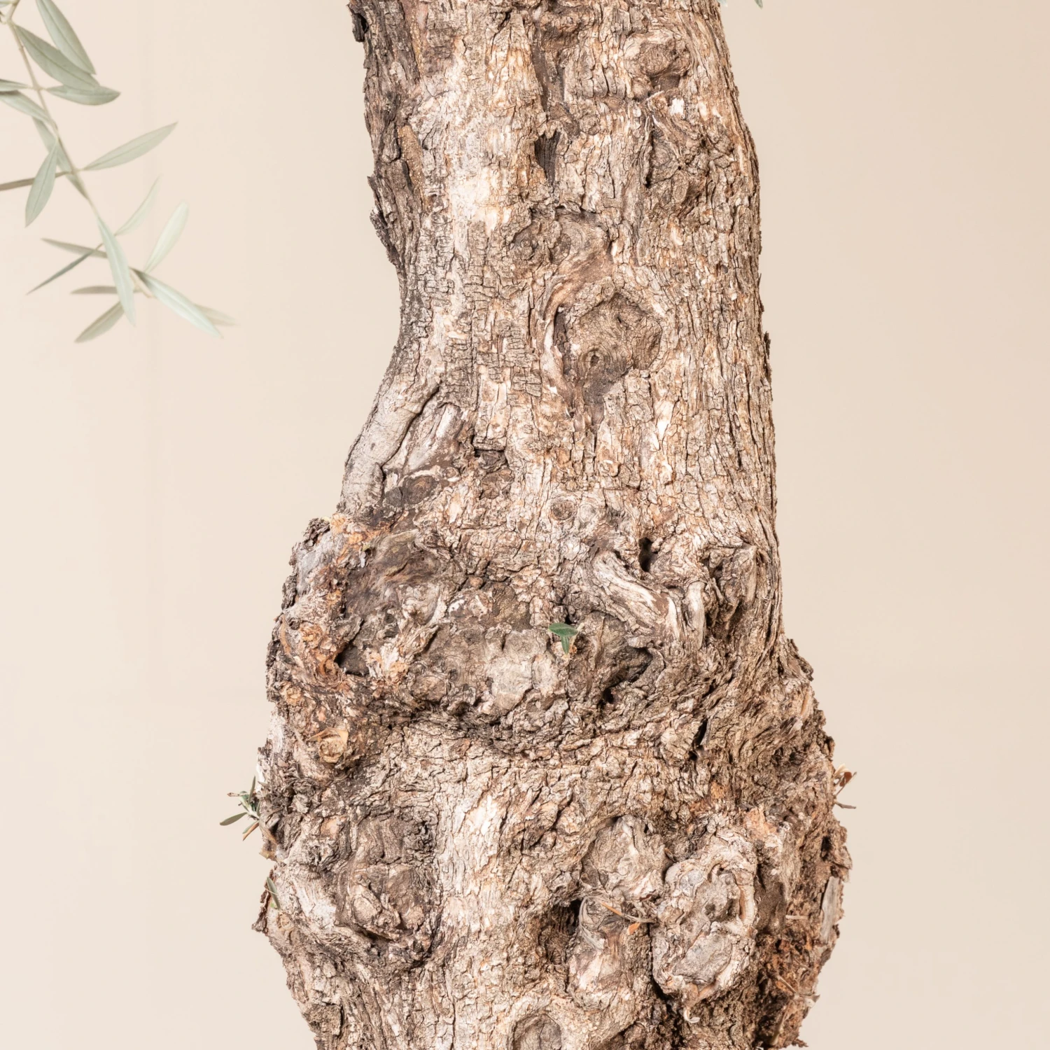 Olea Europaea – Bonsai Form 3 Olea Europaea – Bonsai Form - Image 3