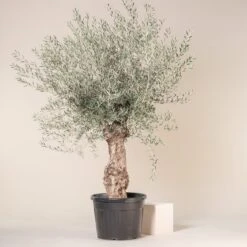 Olea Europaea β Bonsai Form