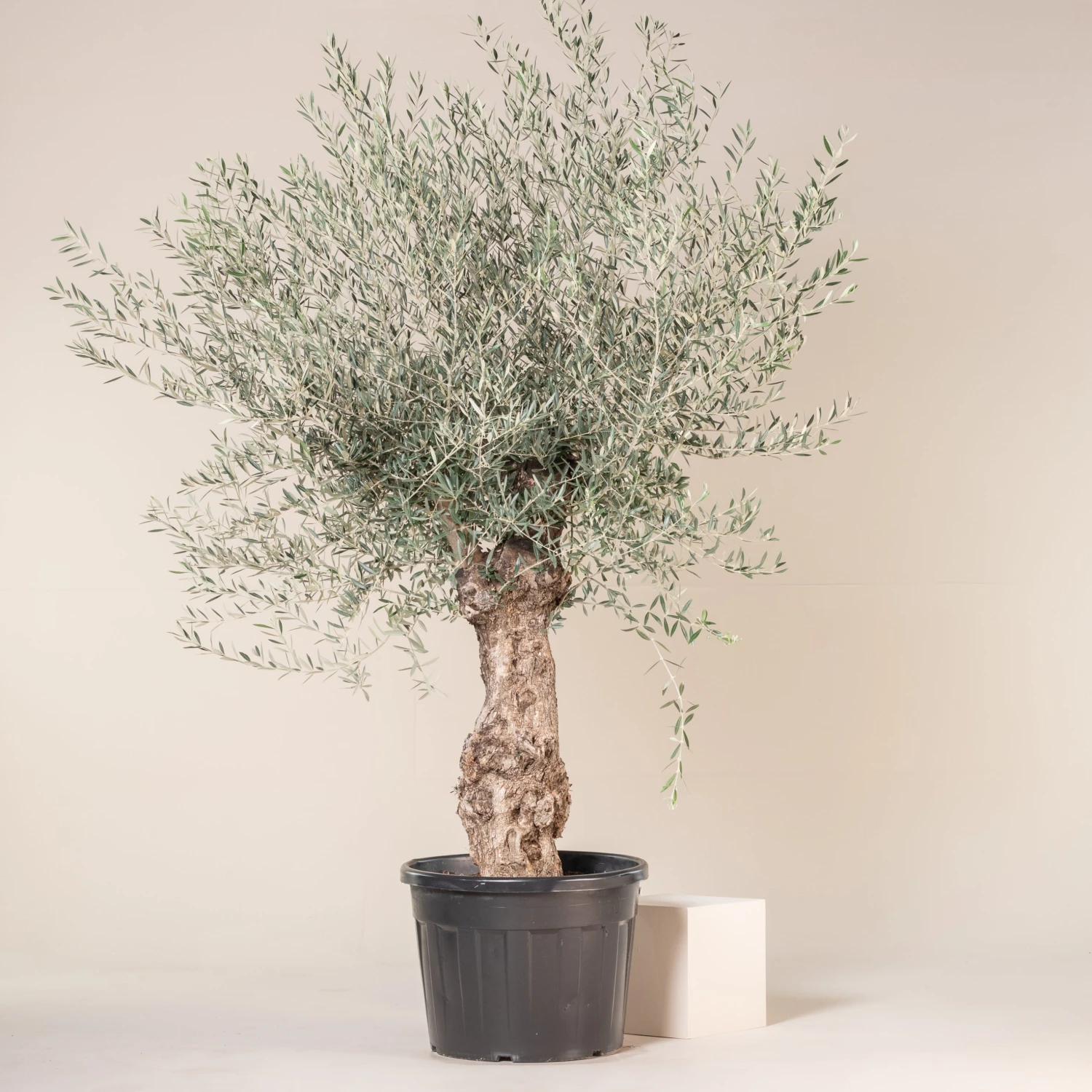 Olea Europaea – Bonsai Form 1 Olea Europaea – Bonsai Form