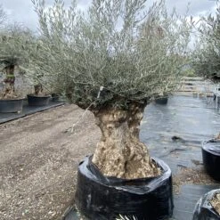 Olea Europaea – Ancient -Plant Discount Store OEU ANC 60a93e450e4d0