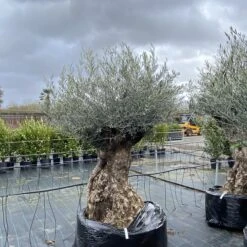 Olea Europaea – Ancient -Plant Discount Store OEU ANC 60a93e46d38df