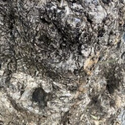 Olea Europaea – Ancient -Plant Discount Store OEU ANC 60a93e4a7a014