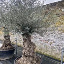 Olea Europaea β Ancient