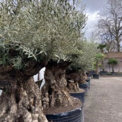 Olea Europaea – Ancient -Plant Discount Store OEU ANC 60a93e4e1ea08