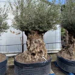 Olea Europaea – Ancient -Plant Discount Store OEU ANC 60a93e51cefc0