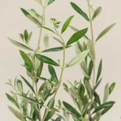 Olea Europaea – Bush Form 12 Olea Europaea – Bush Form -Plant Discount Store OEU B 10 scaled 1