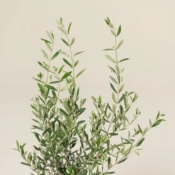 Olea Europaea – Bush Form 13 Olea Europaea – Bush Form -Plant Discount Store OEU B 11 scaled 1