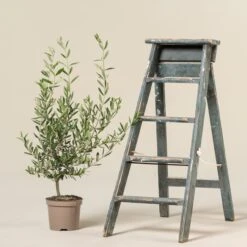 Olea Europaea – Bush Form 16 Olea Europaea – Bush Form -Plant Discount Store OEU B 2 scaled 1