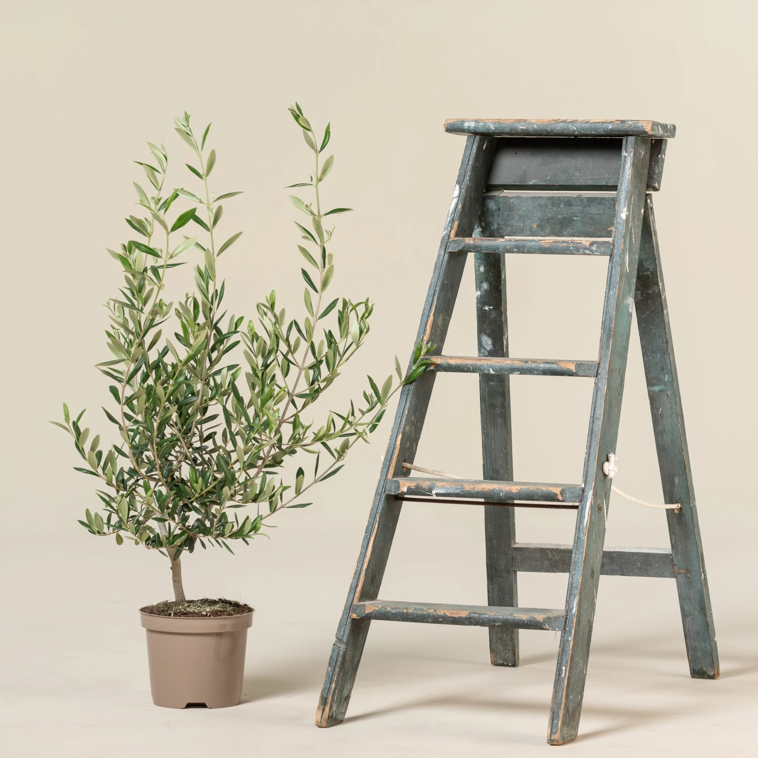 Olea Europaea – Bush Form 8 Olea Europaea – Bush Form - Image 8