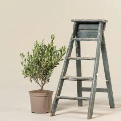 Olea Europaea – Bush Form 17 Olea Europaea – Bush Form -Plant Discount Store OEU B 3 scaled 1