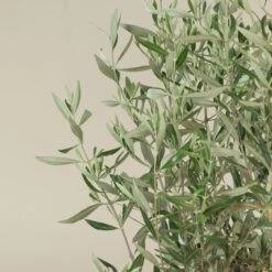 Olea Europaea – Bush Form 11 Olea Europaea – Bush Form -Plant Discount Store OEU B 4 scaled 1