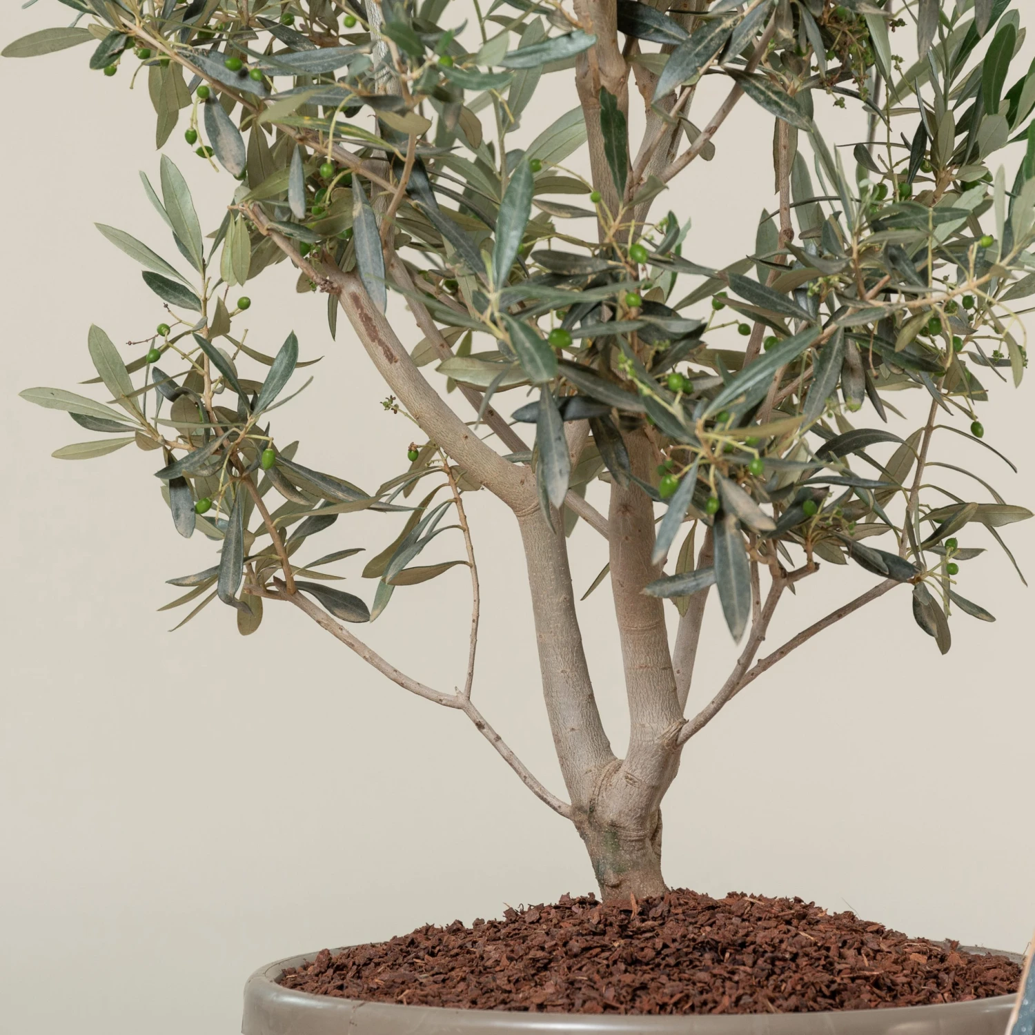 Olea Europaea – Bush Form 2 Olea Europaea – Bush Form - Image 2