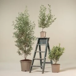 Olea Europaea β Bush Form