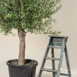 Olea Europaea – Mature 9 Olea Europaea – Mature -Plant Discount Store OEU M30 10 scaled 1