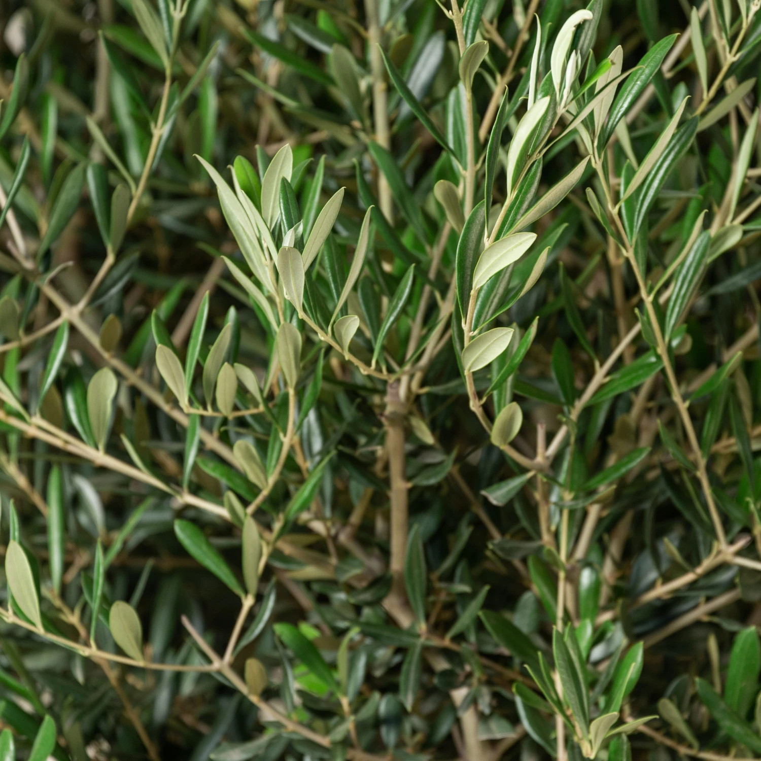 Olea Europaea – Mature 2 Olea Europaea – Mature - Image 2