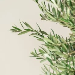 Olea Europaea – Bonsai Form 13 Olea Europaea – Bonsai Form -Plant Discount Store OEU M30 8 scaled 2