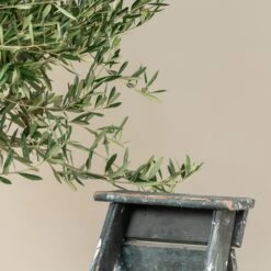 Olea Europaea – Mature 8 Olea Europaea – Mature -Plant Discount Store OEU M30 9 scaled 1