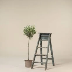 Olea Europaea – Topiary 14 Olea Europaea – Topiary -Plant Discount Store OEU QS6 scaled 1