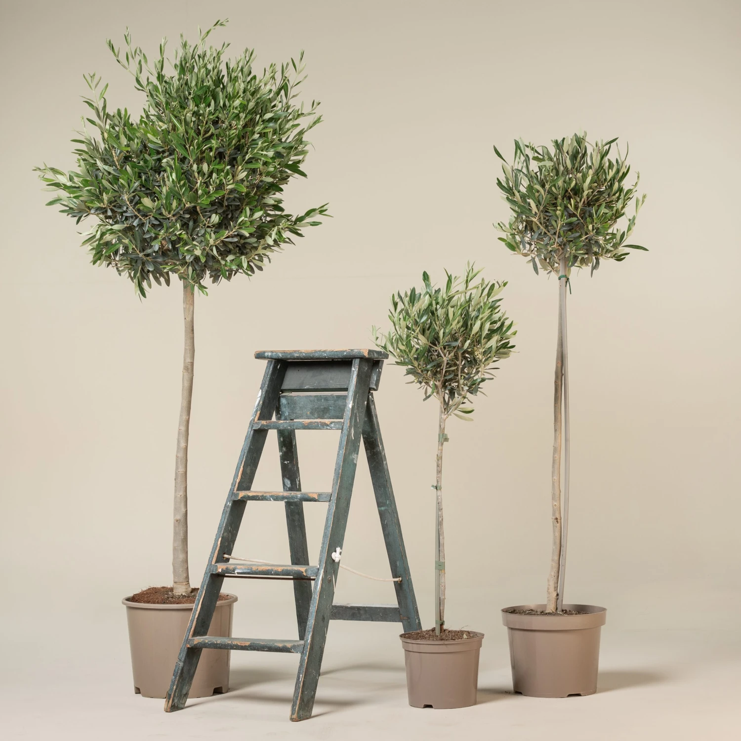 Olea Europaea – Topiary 1 Olea Europaea – Topiary