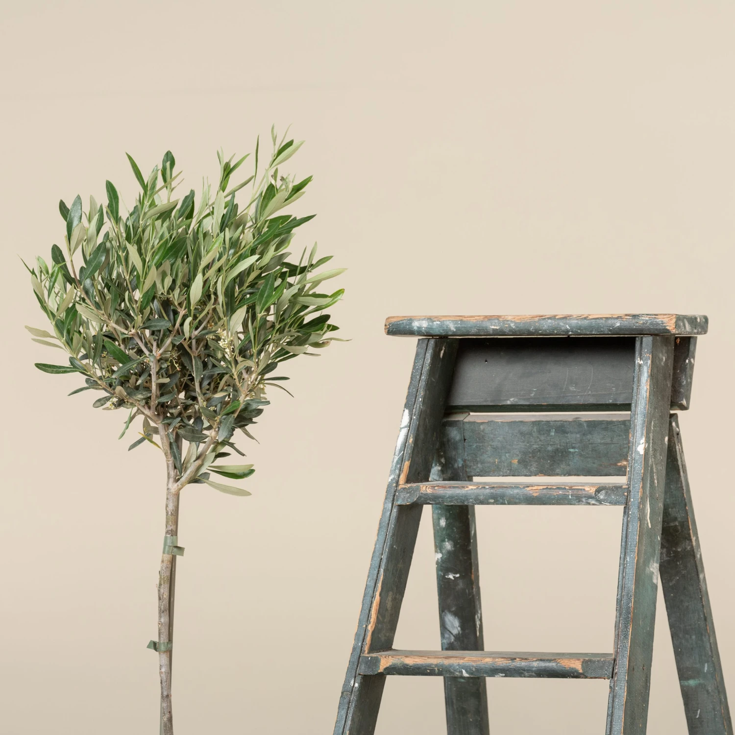 Olea Europaea – Topiary 2 Olea Europaea – Topiary - Image 2