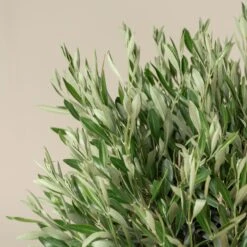 Olea Europaea – Topiary 16 Olea Europaea – Topiary -Plant Discount Store OEU T 5 scaled 1