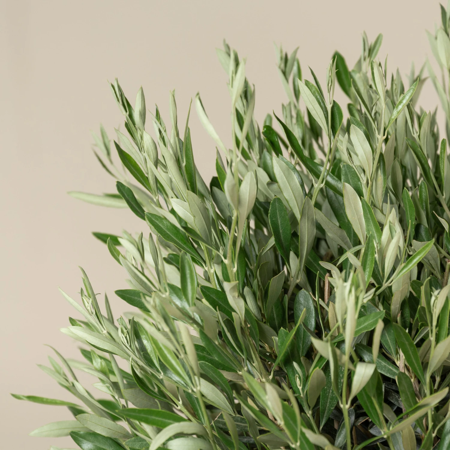 Olea Europaea – Topiary 8 Olea Europaea – Topiary - Image 8