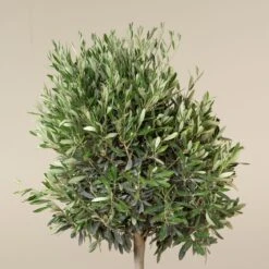 Olea Europaea – Topiary 17 Olea Europaea – Topiary -Plant Discount Store OEU T 6 scaled 1
